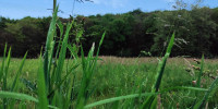 terrain à URCUIT (64990)