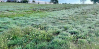 terrain à RAMOUS (64270)