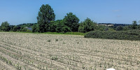 terrain à ASSAT (64510)