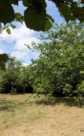 Terrain  SALIES DE BEARN