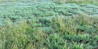 terrain à RAMOUS (64270)